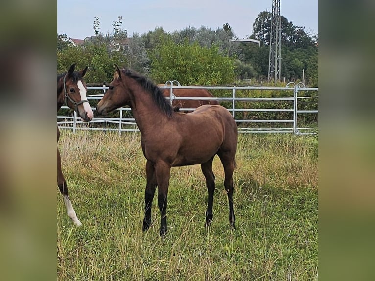 American Quarter Horse Hengst 1 Jaar 150 cm Bruin in Neupotz