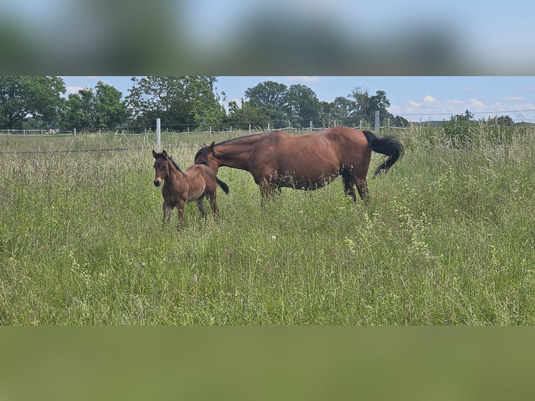 American Quarter Horse Hengst 1 Jaar 150 cm Bruin in Neupotz