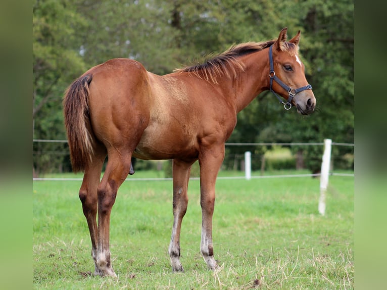 American Quarter Horse Hengst 1 Jaar 150 cm Bruin in Stade