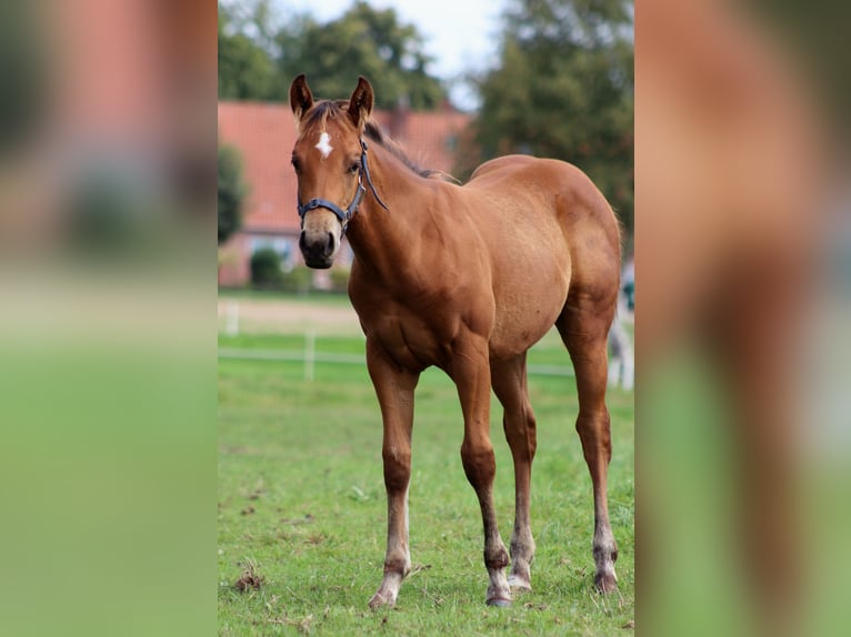 American Quarter Horse Hengst 1 Jaar 150 cm Bruin in Stade