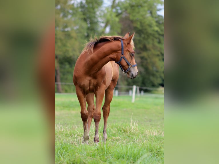 American Quarter Horse Hengst 1 Jaar 150 cm Bruin in Stade