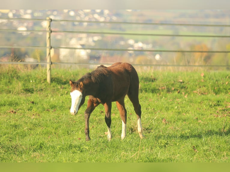 American Quarter Horse Hengst 1 Jaar 150 cm Bruin in Waldshut-Tiengen