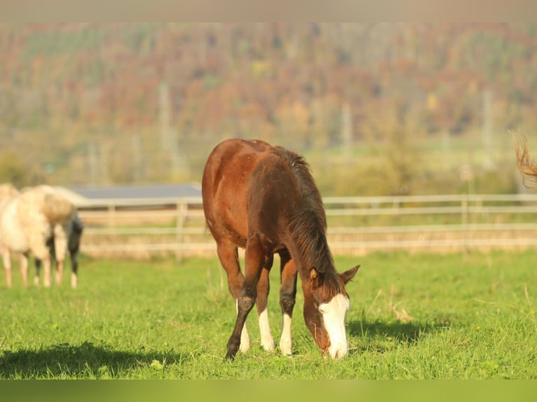 American Quarter Horse Hengst 1 Jaar 150 cm Bruin in Waldshut-Tiengen