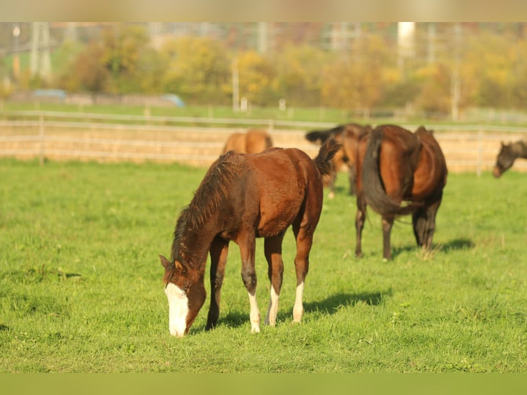 American Quarter Horse Hengst 1 Jaar 150 cm Bruin in Waldshut-Tiengen