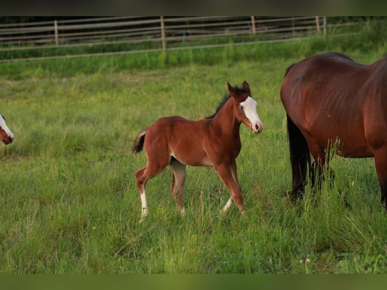 American Quarter Horse Hengst 1 Jaar 150 cm Bruin in Waldshut-Tiengen