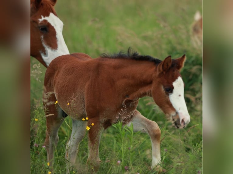 American Quarter Horse Hengst 1 Jaar 150 cm Bruin in Waldshut-Tiengen