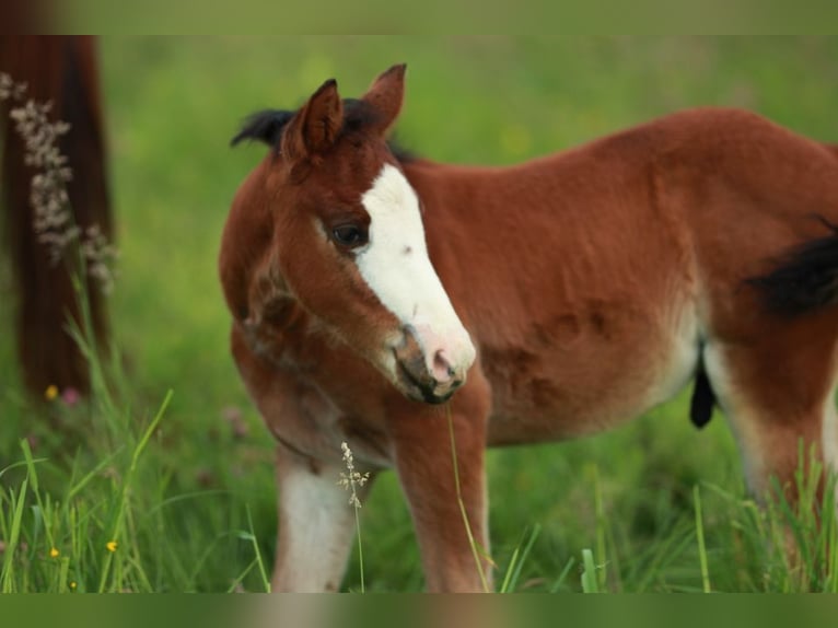 American Quarter Horse Hengst 1 Jaar 150 cm Bruin in Waldshut-Tiengen