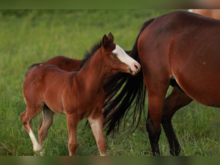 American Quarter Horse Hengst 1 Jaar 150 cm Bruin in Waldshut-Tiengen