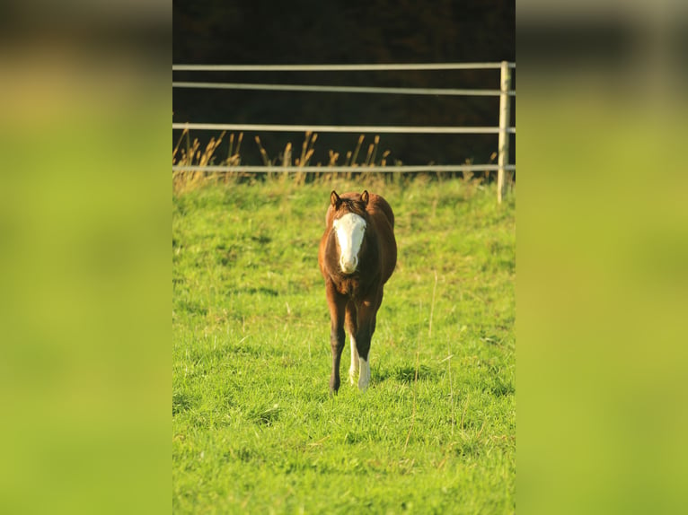 American Quarter Horse Hengst 1 Jaar 150 cm Bruin in Waldshut-Tiengen