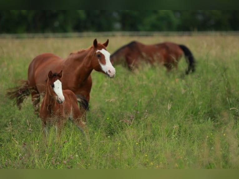 American Quarter Horse Hengst 1 Jaar 150 cm Bruin in Waldshut-Tiengen