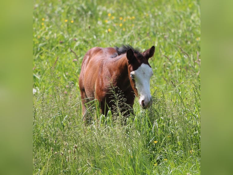 American Quarter Horse Hengst 1 Jaar 150 cm Bruin in Waldshut-Tiengen