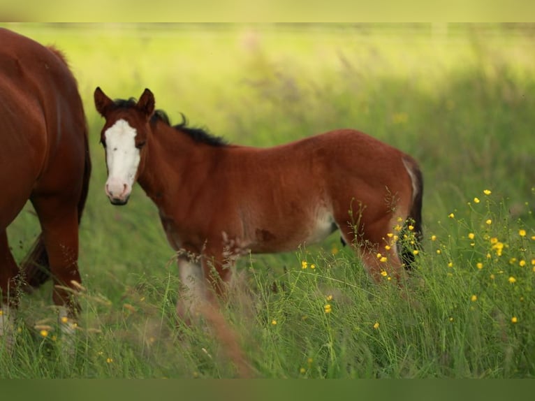 American Quarter Horse Hengst 1 Jaar 150 cm Bruin in Waldshut-Tiengen