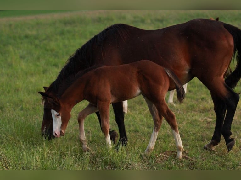 American Quarter Horse Hengst 1 Jaar 150 cm Bruin in Waldshut-Tiengen