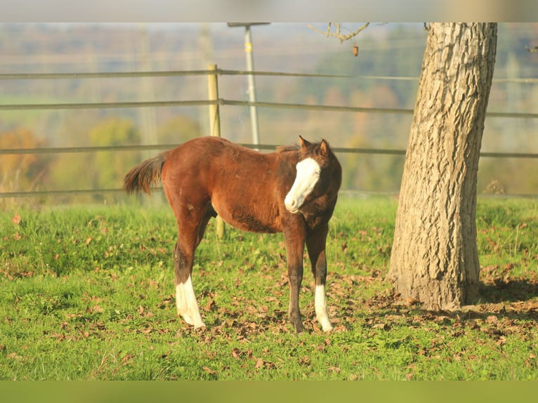 American Quarter Horse Hengst 1 Jaar 150 cm Bruin in Waldshut-Tiengen