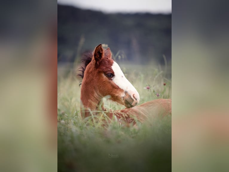 American Quarter Horse Hengst 1 Jaar 150 cm Bruin in Waldshut-Tiengen