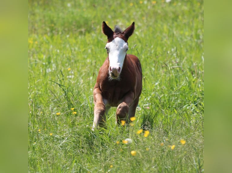 American Quarter Horse Hengst 1 Jaar 150 cm Bruin in Waldshut-Tiengen