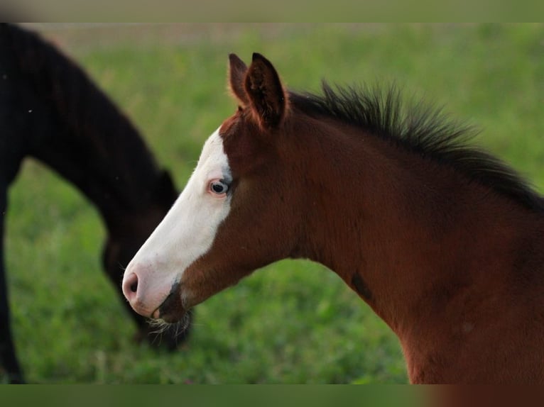 American Quarter Horse Hengst 1 Jaar 150 cm Bruin in Waldshut-Tiengen