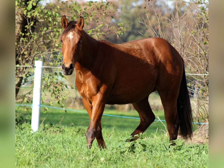 American Quarter Horse Hengst 1 Jaar 150 cm Bruin in Stade