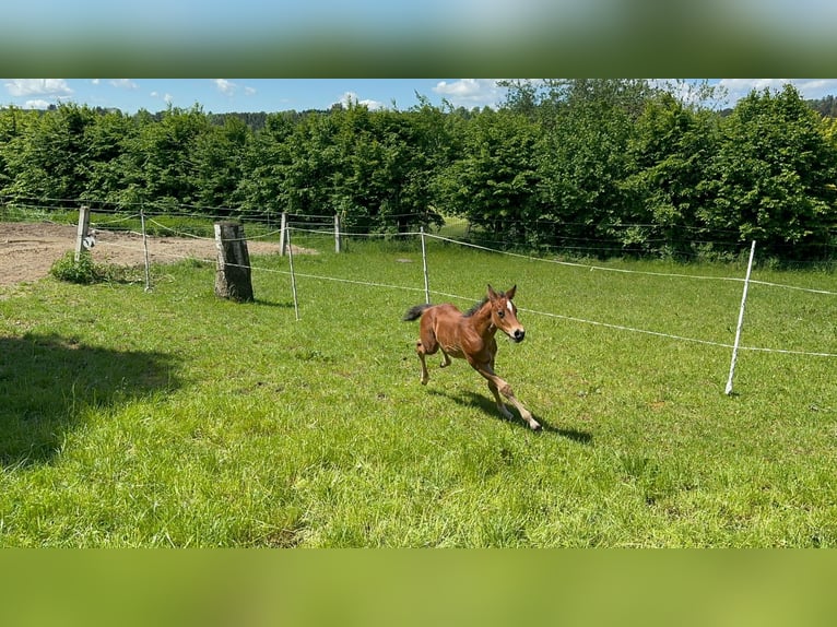 American Quarter Horse Hengst 1 Jaar 150 cm Bruin in Eggenthal