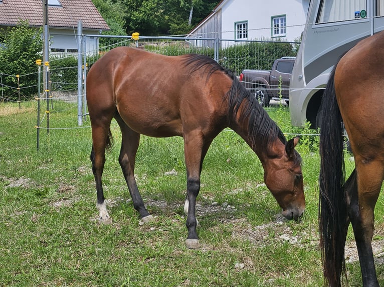 American Quarter Horse Hengst 1 Jaar 150 cm Bruin in Eggenthal