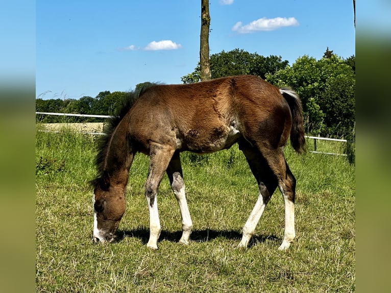 American Quarter Horse Hengst 1 Jaar 150 cm Bruin in Bad W&#xFC;nnenberg