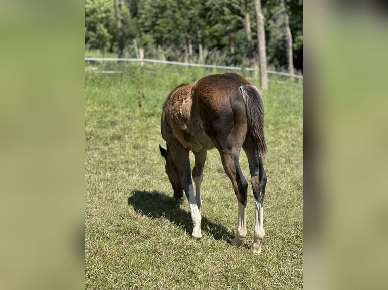 American Quarter Horse Hengst 1 Jaar 150 cm Bruin in Bad Wünnenberg