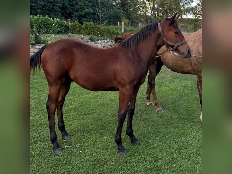 American Quarter Horse Hengst 1 Jaar 150 cm Bruin in Naumburg