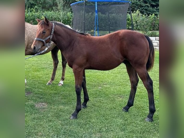 American Quarter Horse Hengst 1 Jaar 150 cm Bruin in Naumburg