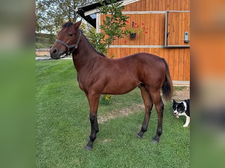 American Quarter Horse Hengst 1 Jaar 150 cm Bruin in Naumburg