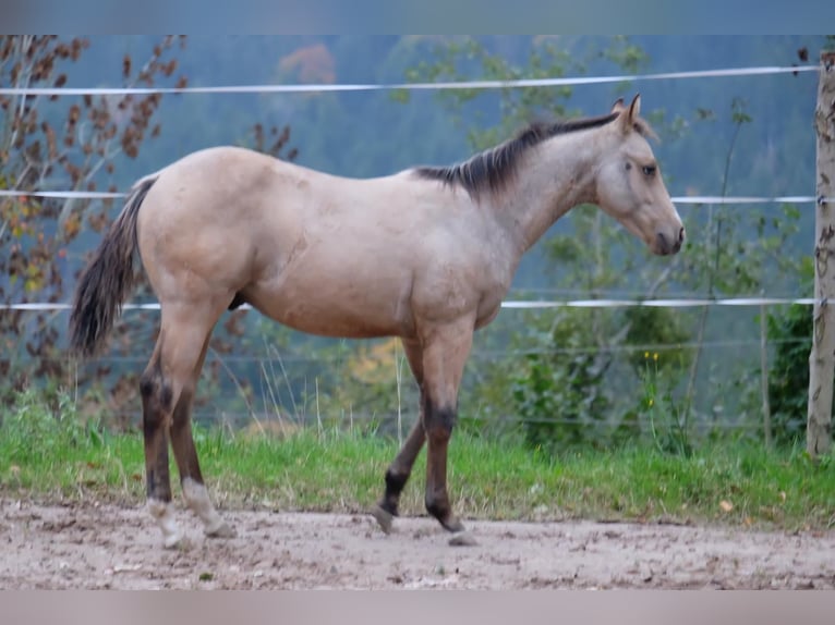 American Quarter Horse Hengst 1 Jaar 150 cm Buckskin in Bad Kohlgrub