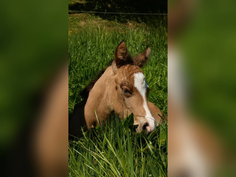 American Quarter Horse Hengst 1 Jaar 150 cm Buckskin in Bad Kohlgrub