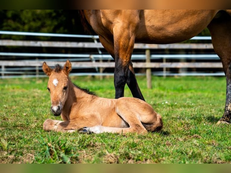 American Quarter Horse Hengst 1 Jaar 150 cm Buckskin in Dahlem