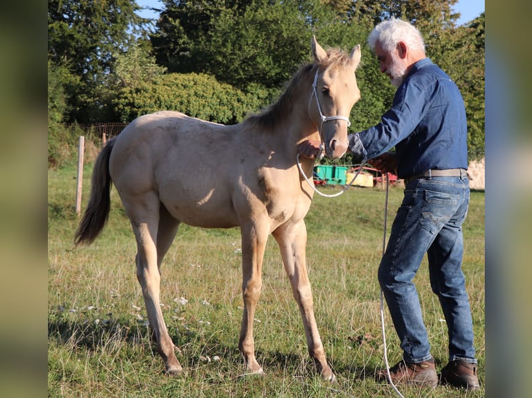 American Quarter Horse Hengst 1 Jaar 150 cm Champagne in Müglitztal