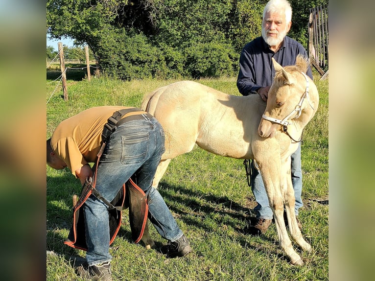 American Quarter Horse Hengst 1 Jaar 150 cm Champagne in Müglitztal