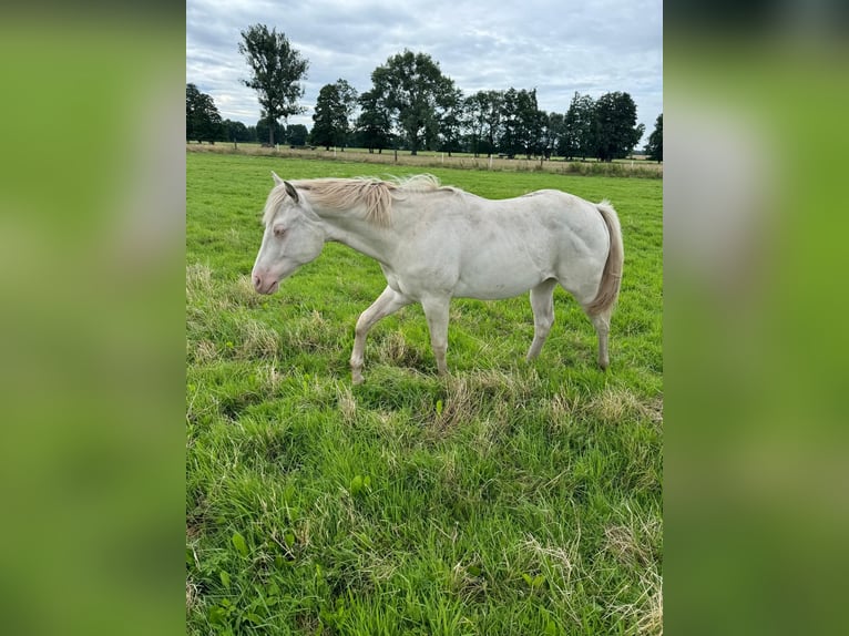 American Quarter Horse Hengst 1 Jaar 150 cm Cremello in Lübs