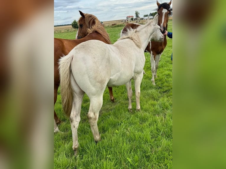 American Quarter Horse Hengst 1 Jaar 150 cm Cremello in Lübs