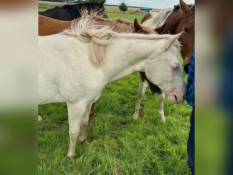 American Quarter Horse Hengst 1 Jaar 150 cm Cremello in Lübs