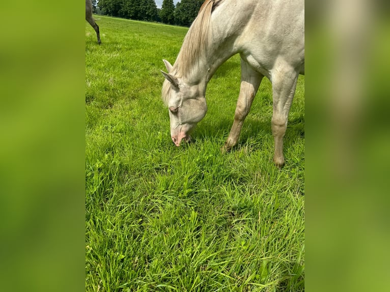 American Quarter Horse Hengst 1 Jaar 150 cm Cremello in Lübs