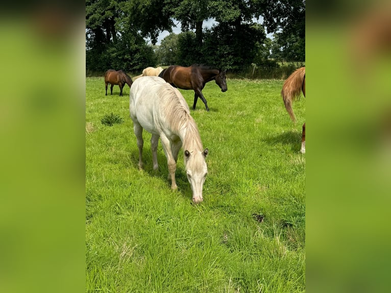 American Quarter Horse Hengst 1 Jaar 150 cm Cremello in Lübs