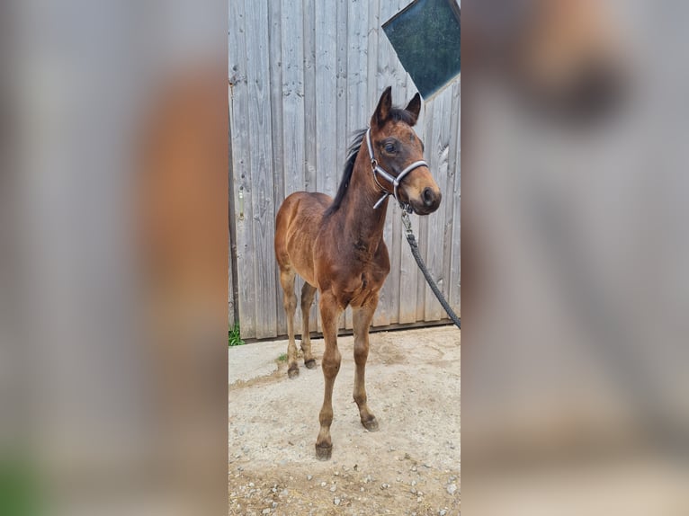 American Quarter Horse Hengst 1 Jaar 150 cm Donkerbruin in Steinen