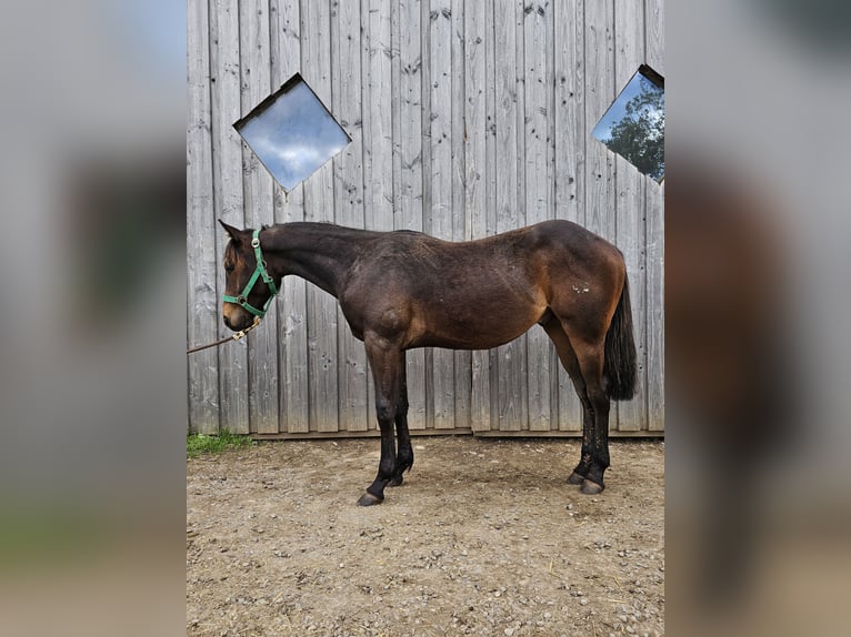 American Quarter Horse Hengst 1 Jaar 150 cm Donkerbruin in Steinen