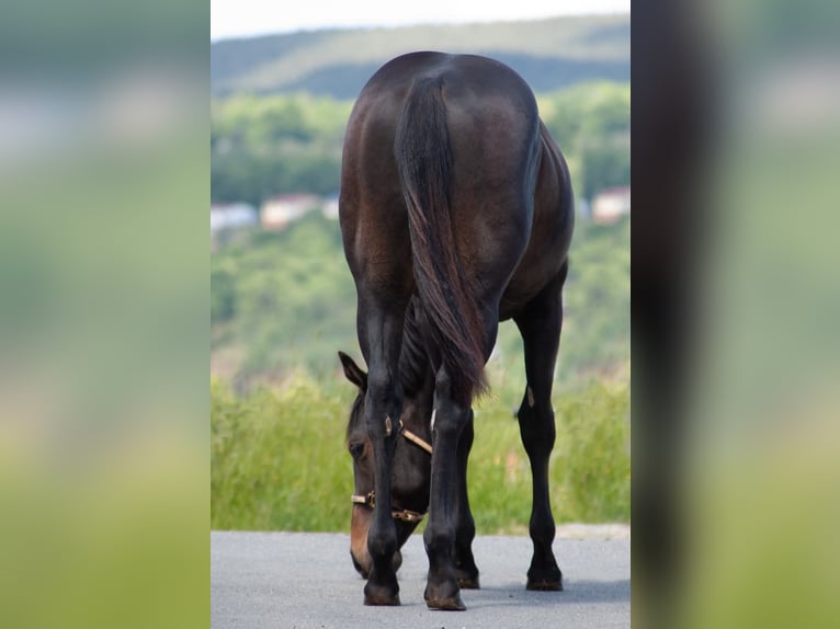 American Quarter Horse Hengst 1 Jaar 150 cm Donkerbruin in Rudolstadt