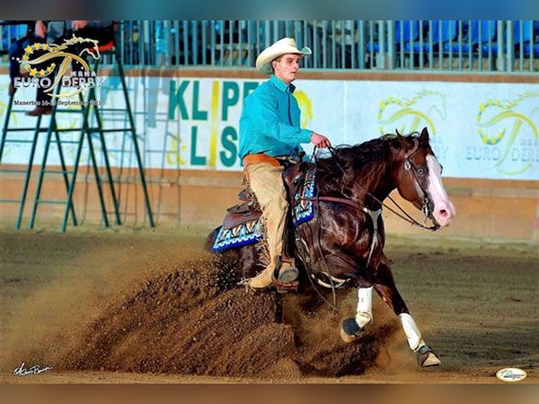 American Quarter Horse Hengst 1 Jaar 150 cm Donkere-vos in Edemissen