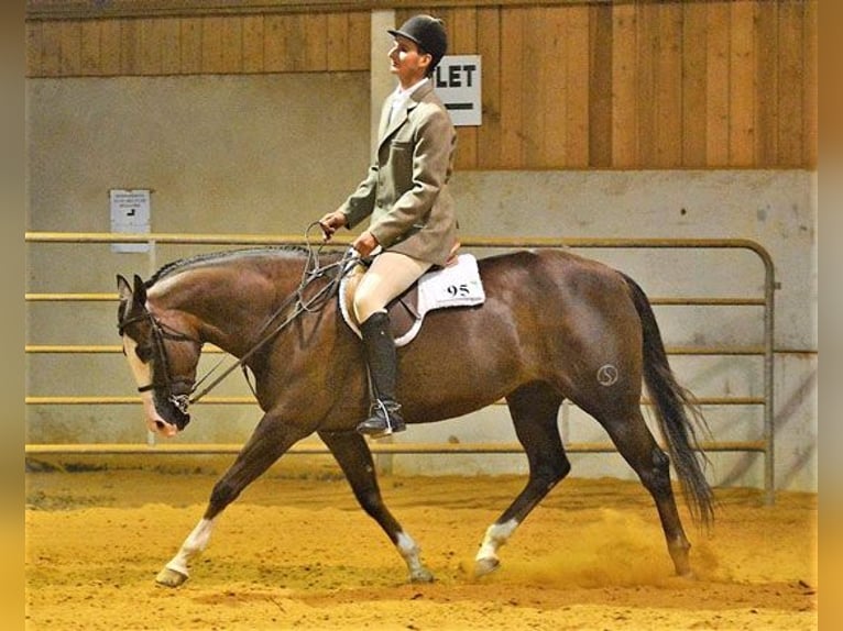 American Quarter Horse Hengst 1 Jaar 150 cm Donkere-vos in Edemissen