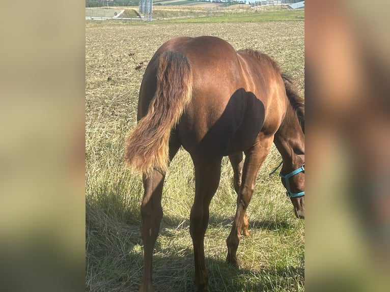 American Quarter Horse Hengst 1 Jaar 150 cm Donkere-vos in Steinebrunn