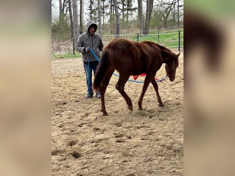 American Quarter Horse Hengst 1 Jaar 150 cm Donkere-vos in Steinebrunn