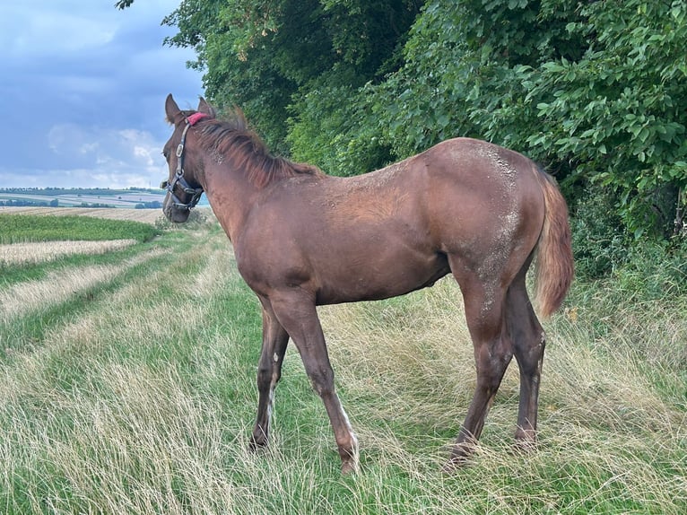 American Quarter Horse Hengst 1 Jaar 150 cm Donkere-vos in Steinebrunn