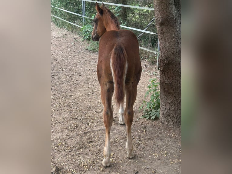 American Quarter Horse Hengst 1 Jaar 150 cm Donkere-vos in Steinebrunn