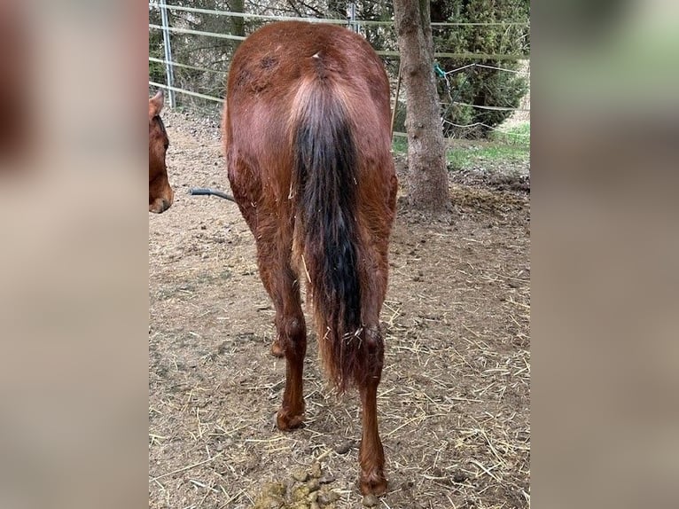 American Quarter Horse Hengst 1 Jaar 150 cm Donkere-vos in Steinebrunn