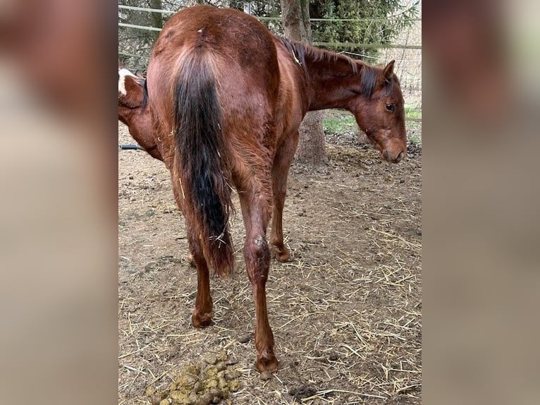 American Quarter Horse Hengst 1 Jaar 150 cm Donkere-vos in Steinebrunn